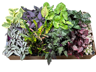 Color Foliage Terrarium Assortment